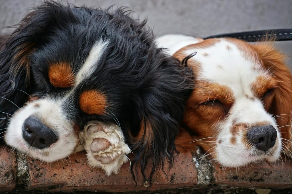 dogs, sleeping dogs, mammal-3178739.jpg